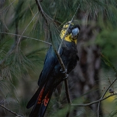 Calyptorhynchus lathami lathami at Buxton, NSW - 28 Aug 2019