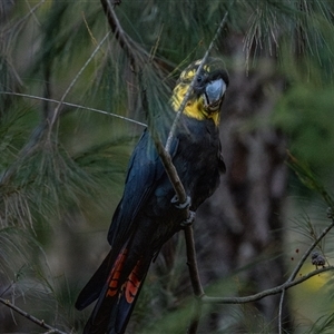 Calyptorhynchus lathami lathami at Buxton, NSW - suppressed