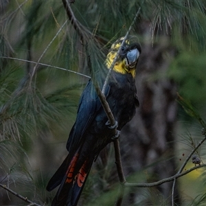 Calyptorhynchus lathami lathami at Buxton, NSW - 28 Aug 2019