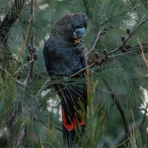 Calyptorhynchus lathami lathami at Buxton, NSW - suppressed