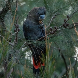 Calyptorhynchus lathami lathami (Glossy Black-Cockatoo) at Buxton, NSW by poida84