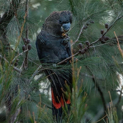 Calyptorhynchus lathami lathami (Glossy Black-Cockatoo) at Buxton, NSW - 28 Aug 2019 by poida84