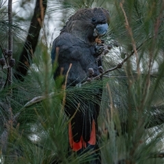 Calyptorhynchus lathami lathami at Buxton, NSW - suppressed