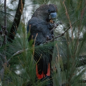Calyptorhynchus lathami lathami at Buxton, NSW - suppressed