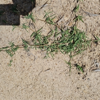 Cynodon dactylon (Couch Grass) at Phillip, ACT - 9 Jan 2025 by Mike