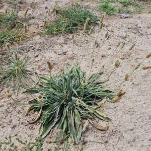 Plantago lanceolata at Phillip, ACT - 9 Jan 2025 11:42 AM