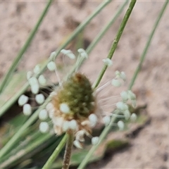 Plantago lanceolata at Phillip, ACT - 9 Jan 2025 11:42 AM