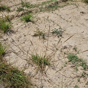 Bothriochloa macra (Red Grass, Red-leg Grass) at Phillip, ACT by Mike