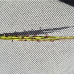 Bothriochloa macra at Phillip, ACT - 9 Jan 2025 11:39 AM