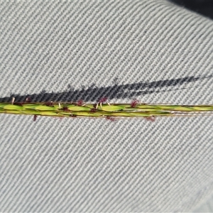 Bothriochloa macra at Phillip, ACT - 9 Jan 2025 11:39 AM