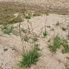 Themeda triandra (Kangaroo Grass) at Phillip, ACT - 9 Jan 2025 by Mike