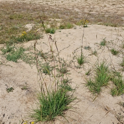 Themeda triandra (Kangaroo Grass) at Phillip, ACT - 9 Jan 2025 by Mike