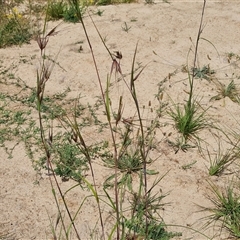 Themeda triandra at Phillip, ACT - 9 Jan 2025 11:37 AM