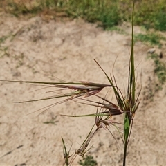 Themeda triandra at Phillip, ACT - 9 Jan 2025 11:37 AM