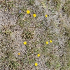 Hypochaeris radicata (Cat's Ear, Flatweed) at Phillip, ACT - 9 Jan 2025 by Mike