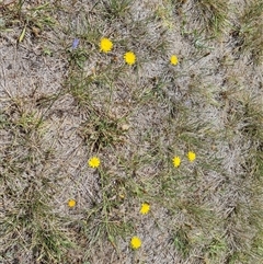 Hypochaeris radicata (Cat's Ear, Flatweed) at Phillip, ACT - 9 Jan 2025 by Mike