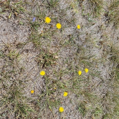 Hypochaeris radicata (Cat's Ear, Flatweed) at Phillip, ACT - 9 Jan 2025 by Mike