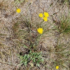 Hypochaeris radicata at Phillip, ACT - 9 Jan 2025 11:33 AM