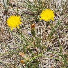 Hypochaeris radicata at Phillip, ACT - 9 Jan 2025 11:33 AM