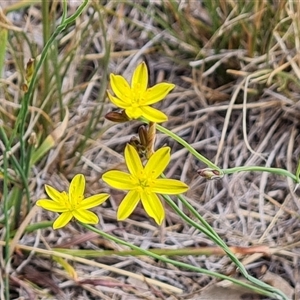 Tricoryne elatior (Yellow Rush Lily) at Phillip, ACT by Mike