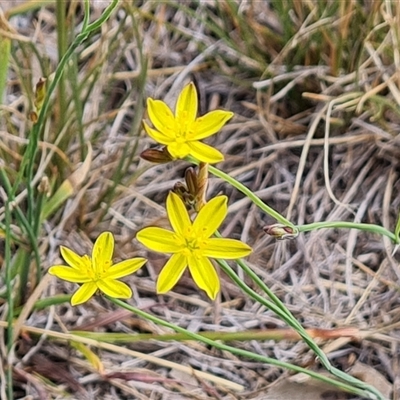 Tricoryne elatior (Yellow Rush Lily) at Phillip, ACT - 9 Jan 2025 by Mike