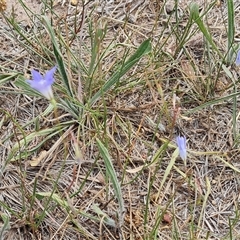 Wahlenbergia capillaris (Tufted Bluebell) at Phillip, ACT - 9 Jan 2025 by Mike