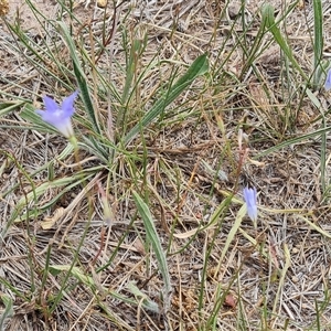 Wahlenbergia capillaris at Phillip, ACT - 9 Jan 2025 11:28 AM