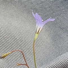 Wahlenbergia capillaris at Phillip, ACT - 9 Jan 2025 11:28 AM