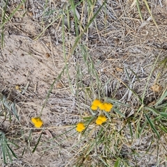 Chrysocephalum apiculatum (Common Everlasting) at Phillip, ACT - 9 Jan 2025 by Mike