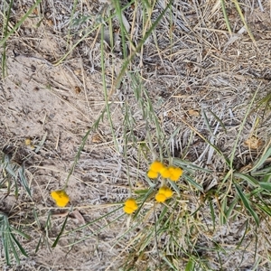 Chrysocephalum apiculatum (Common Everlasting) at Phillip, ACT by Mike