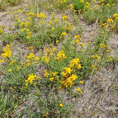 Hypericum perforatum (St John's Wort) at Phillip, ACT - 9 Jan 2025 by Mike