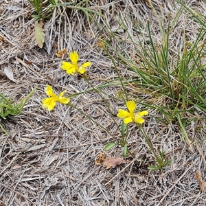 Goodenia pinnatifida at Phillip, ACT - 9 Jan 2025