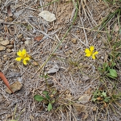 Goodenia pinnatifida at Phillip, ACT - 9 Jan 2025