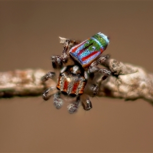 Maratus volans (Peacock spider) at Thirlmere, NSW by poida84