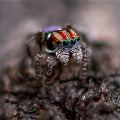 Maratus volans at Thirlmere, NSW - 9 Nov 2024 10:52 AM