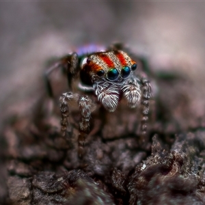 Maratus volans at Thirlmere, NSW - 9 Nov 2024 10:52 AM