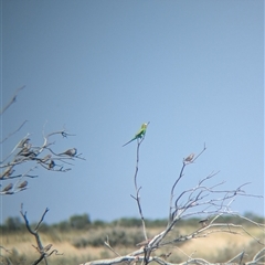 Melopsittacus undulatus (Budgerigar) at Lake Mackay, NT - 30 Dec 2024 by Darcy