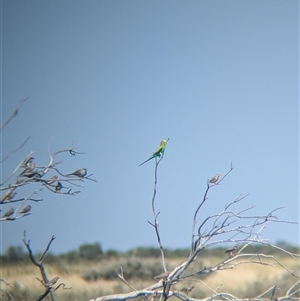 Melopsittacus undulatus at Lake Mackay, NT - 30 Dec 2024 09:52 AM