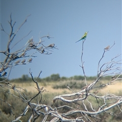 Melopsittacus undulatus at Lake Mackay, NT - 30 Dec 2024 09:52 AM