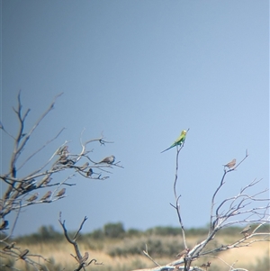 Melopsittacus undulatus at Lake Mackay, NT - 30 Dec 2024 09:52 AM
