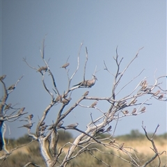 Ocyphaps lophotes (Crested Pigeon) at Lake Mackay, NT - 29 Dec 2024 by Darcy