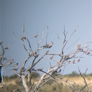 Ocyphaps lophotes (Crested Pigeon) at Lake Mackay, NT by Darcy