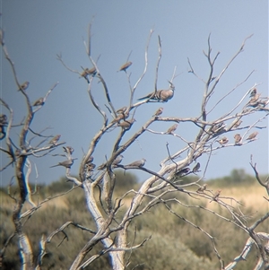 Ocyphaps lophotes at Lake Mackay, NT - 30 Dec 2024 09:52 AM