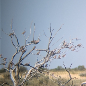 Ocyphaps lophotes at Lake Mackay, NT - 30 Dec 2024 09:52 AM