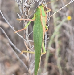 Caedicia sp. (genus) at Bungendore, NSW - 8 Jan 2025 by clarehoneydove