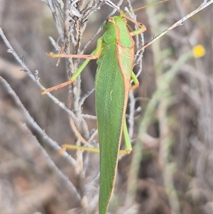 Torbia viridissima at Bungendore, NSW - suppressed