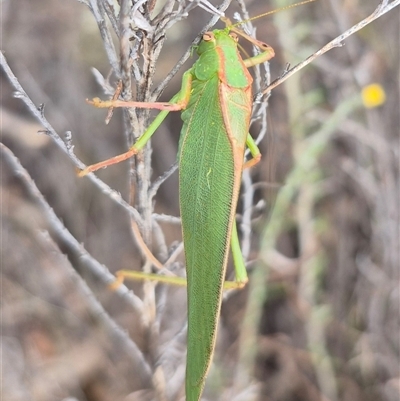 Caedicia sp. (genus) at Bungendore, NSW - 8 Jan 2025 by clarehoneydove