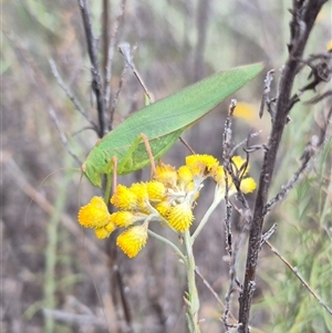 Torbia viridissima at Bungendore, NSW - suppressed