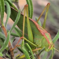 Torbia viridissima at Bungendore, NSW - suppressed