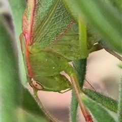 Torbia viridissima at Bungendore, NSW - suppressed